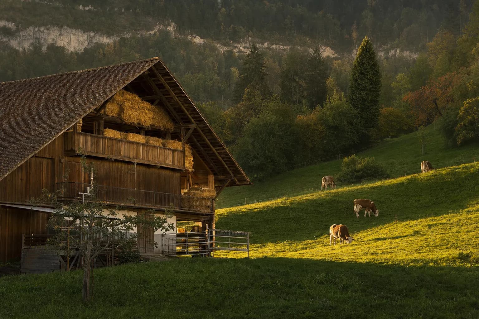 Bauernhof mit weidenden Kühen am Abend