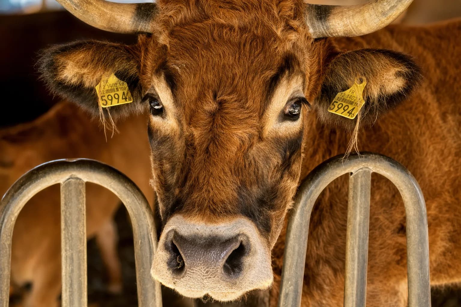 Akira, Aubrac