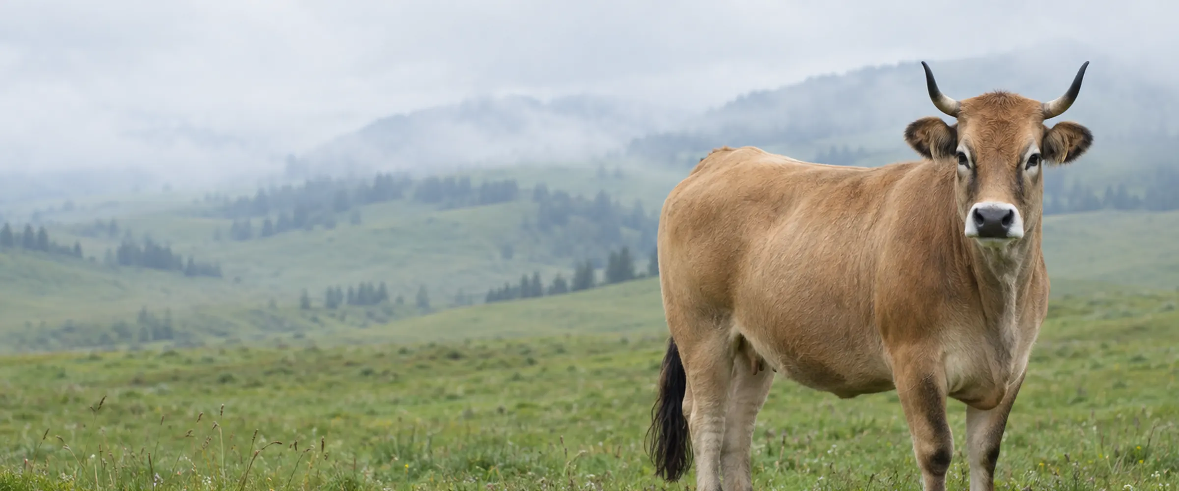 Aubrac Kuh mit weizenfarbenem Fell, dunkel umrandeten Augen und Lyrahörnern auf einer Weide