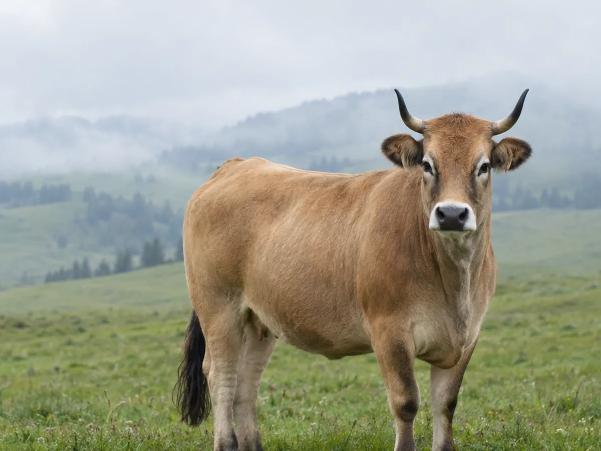 Aubrac