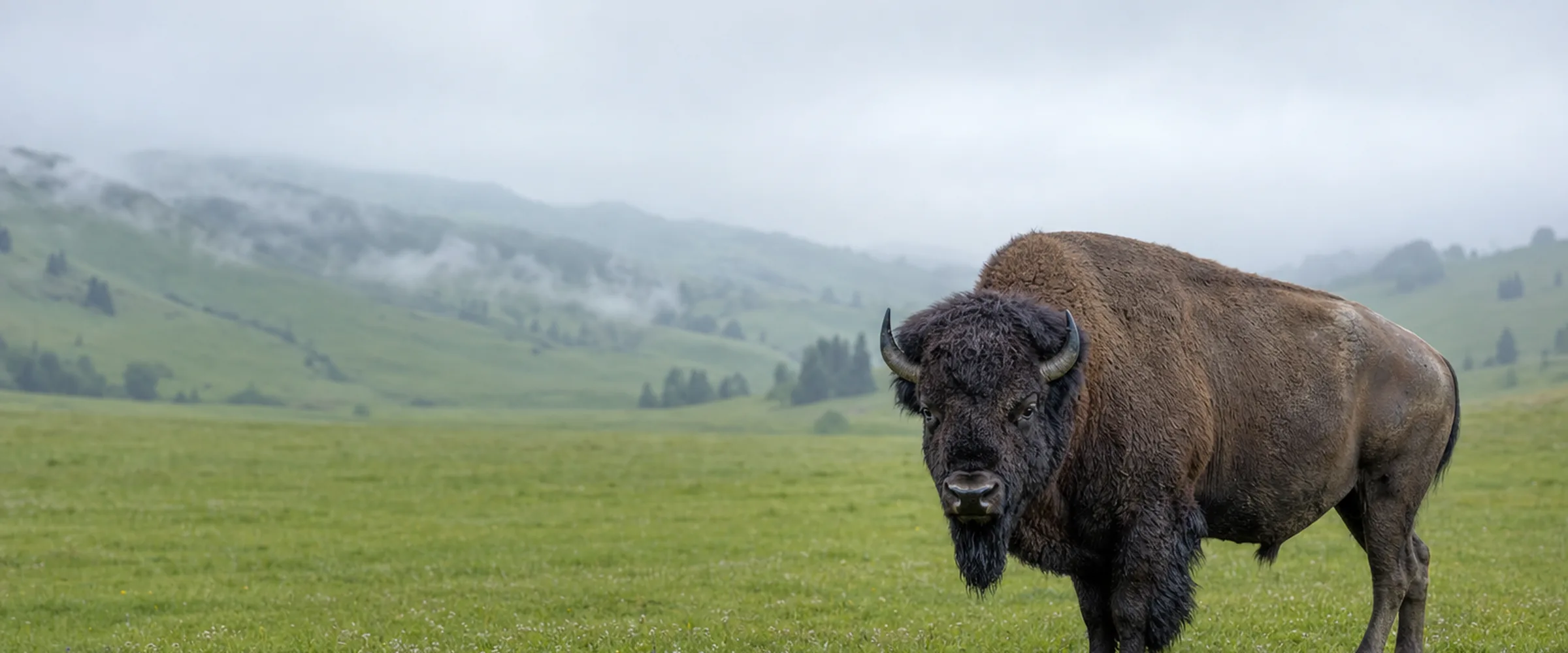 Amerikanischer Bison mit Buckel und dunkler Mähne auf einer Weide in den Voralpen
