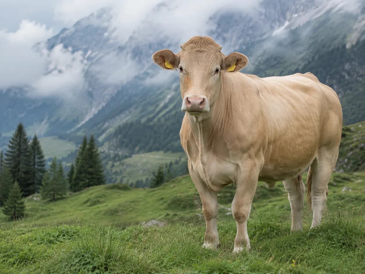 Blonde d'Aquitaine