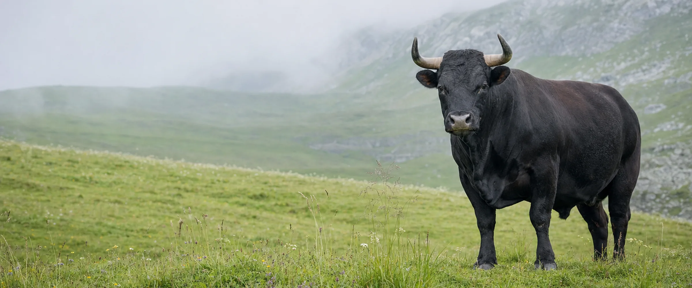 Schwarze Eringer Kuh mit kurzen kräftigen Hörnern auf einer Alpweide im Wallis