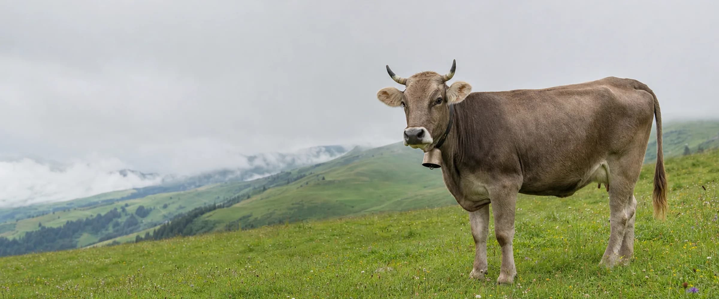 Original Braunvieh Kuh mit graubraunem Fell und Glocke auf einer Weide in den Voralpen