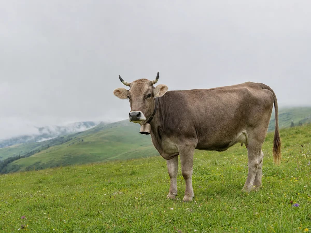 Original Braunvieh