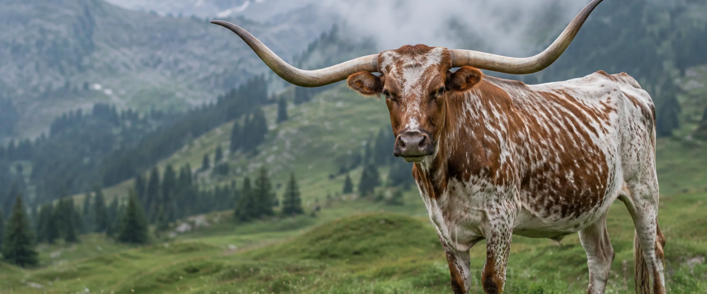 Texas Longhorn Rind mit weiten Hörnern und geschecktem Fell auf einer Weide