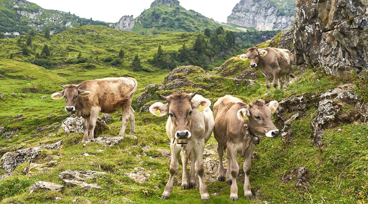 Gibt es einen Unterschied zwischen Fleisch vom Bio und Demeter Hof?