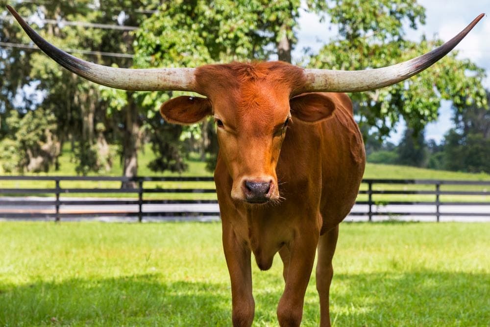 Fast wie im wilden Westen: Special vom Texas Longhorn Rind