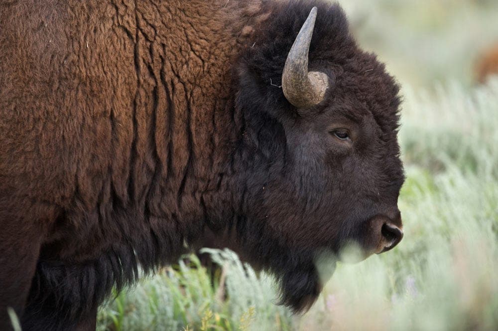 Lange musstet Ihr darauf warten: wir teilen ab sofort wieder einen Schweizer Bison!
