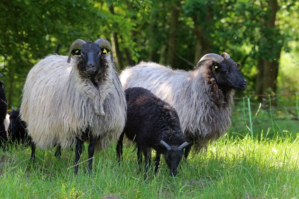 Herbstaktion: Fleisch vom Heidschnucken Lamm