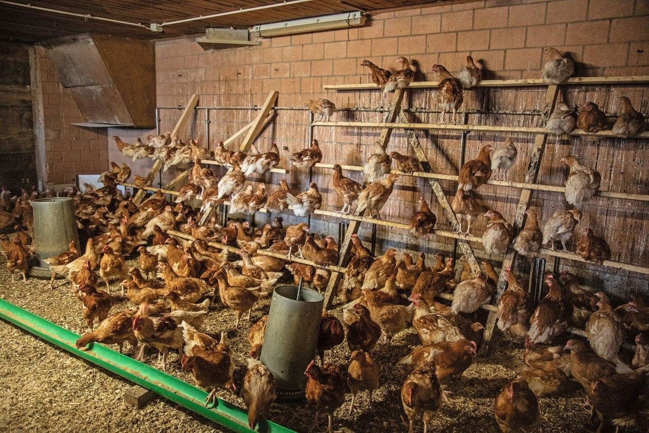 Bio-Poulets aus dem Entlebuch zum Teilen
