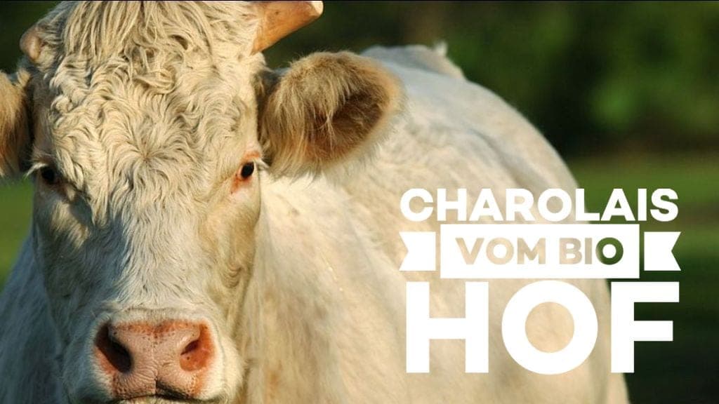 Charolais - das beste Fleisch der Welt?