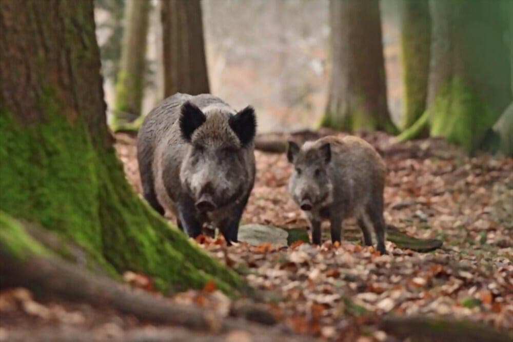 Wildsöili - aus einheimischer Jagd!