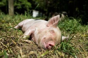 100'000 Söili für die Biogas-Anlage