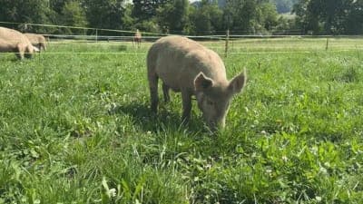 Unsere Söili: Warum das Leben auf der Wiese einfach spitze ist