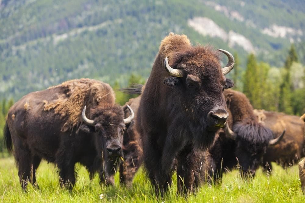 Exklusiv: Schweizer Bison