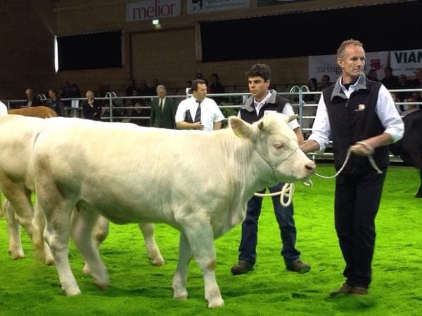 Auszeichnung für die Züchter unserer Charolais Rinder
