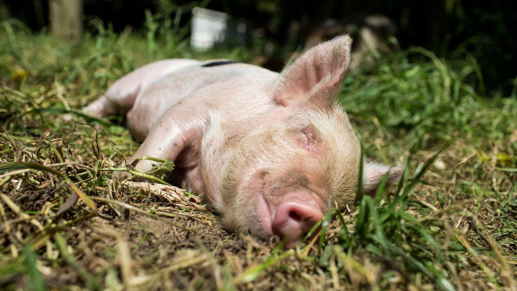 Schockierend: 18 Milliarden Tiere jährlich verschwendet!