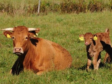 Warum BIO Weide BEEF?
