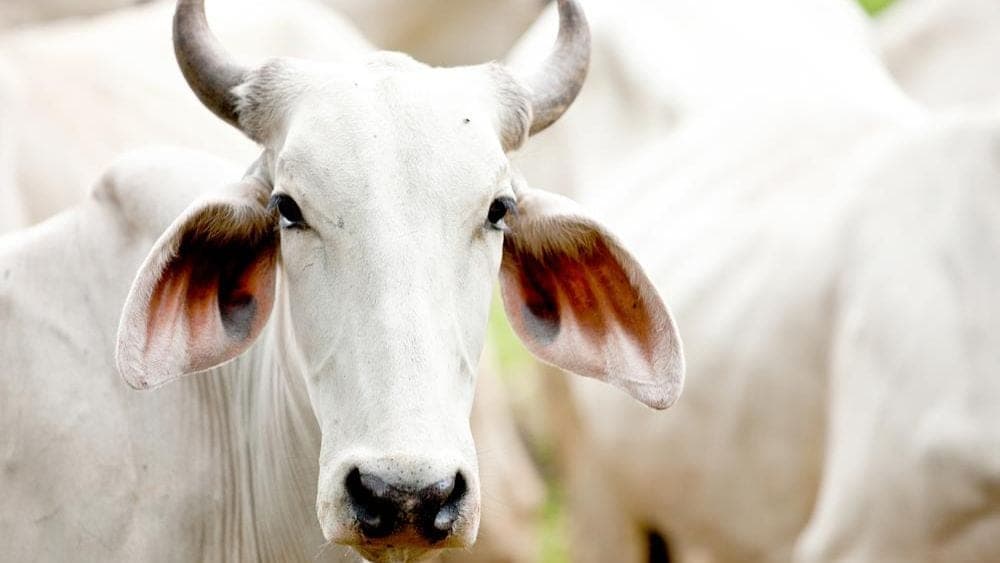 Es ist wieder da: Das legendäre Zwergzebu-Fleisch!
