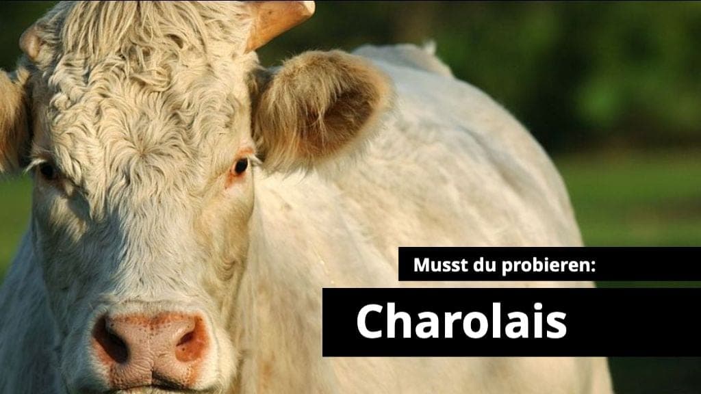 Charolais - das beste Fleisch der Welt?