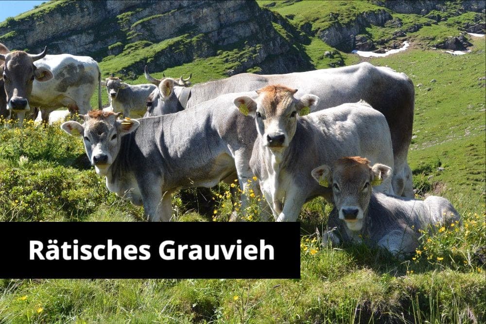 Hilf mit eine alte Schweizer Rasse zu erhalten