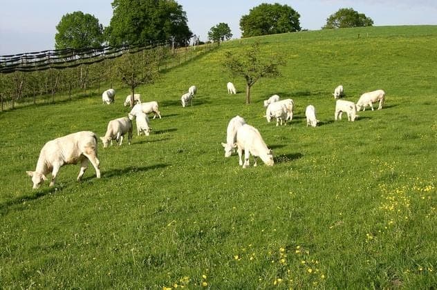 Vom Konzept des «Crowdbutchering»