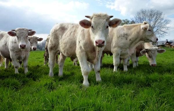 Was ist das Besondere am Charolais-Rind?