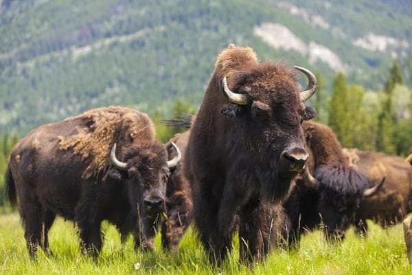 Auf den Bison gekommen