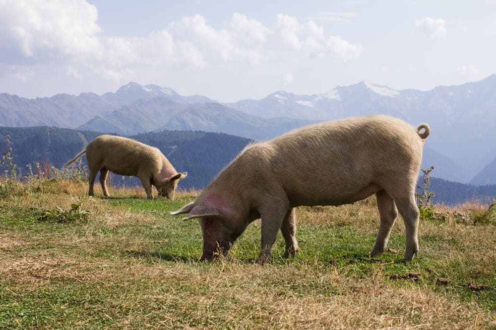 Jetzt und nur für kurze Zeit verfügbar: Fleisch vom Alpsöili