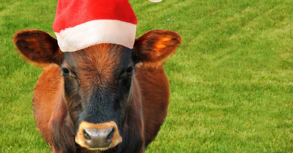 Weihnachtsrind 2018