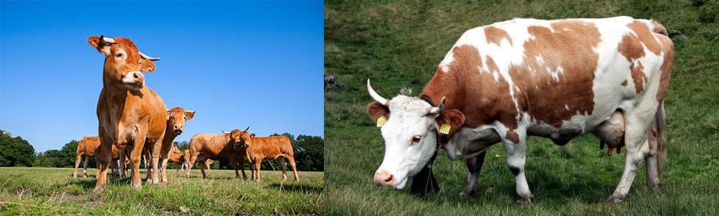 «Bestes Rindfleisch» oder «Arche des Geschmacks»?