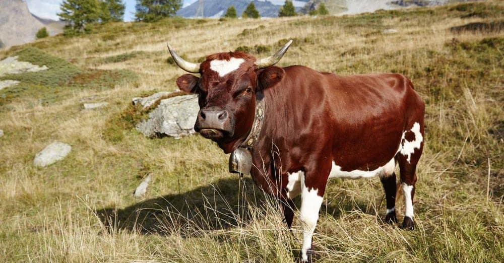Ab Sofort Wieder Verfügbar: 100% exklusives Evolèner Fleisch vom Demeter Hof