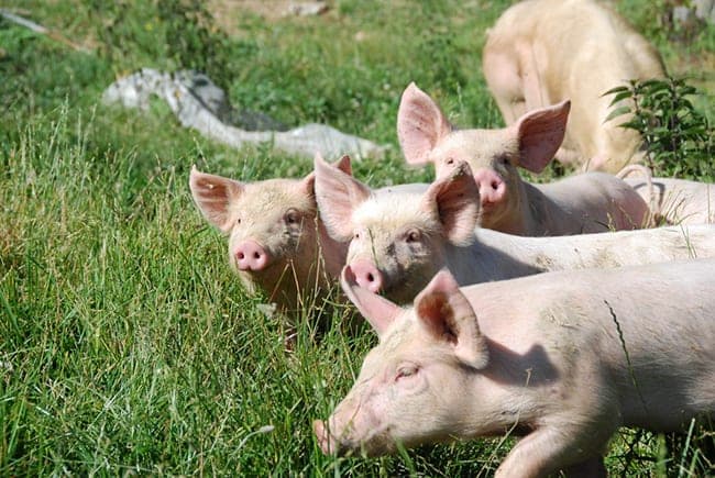 Fleisch Vom Wiesenschwein - jetzt kennenlernen!