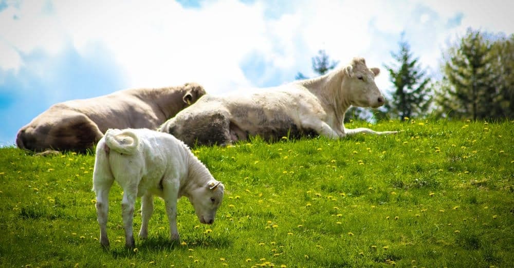 «Boeuf de Charolles» ist zurück!