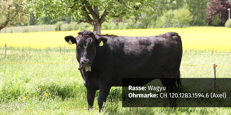 Der Beef Alarm hat entschieden: Wagyu Ist Zurück!