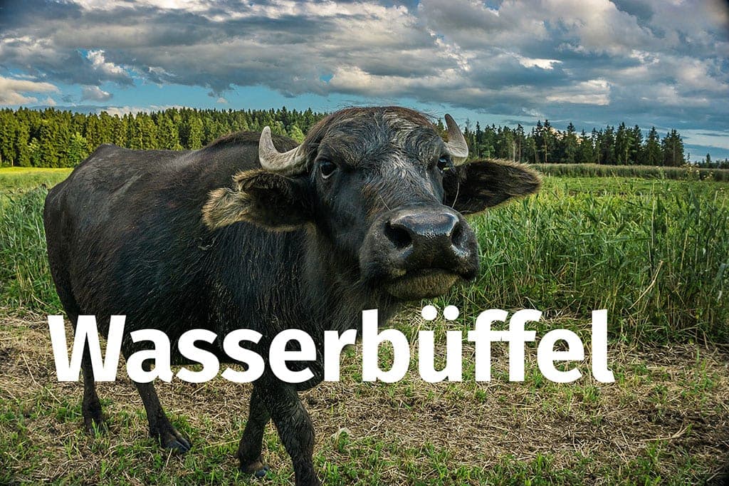 Wasserbüffel Kalb ist wieder da!