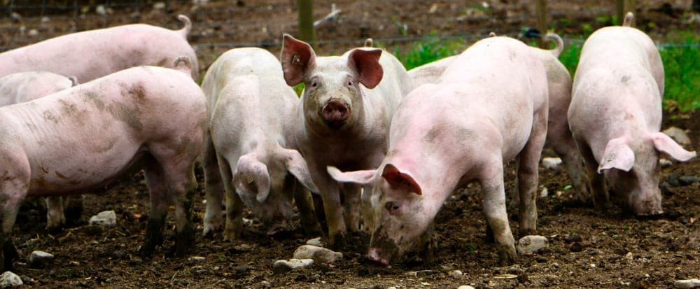 Freilandschwein